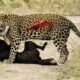 35 Fierce Battles: Dogs vs Tigers, Leopards, and Lions | Intense Animal Fights