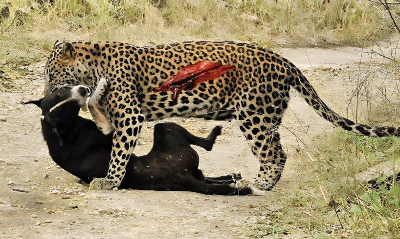 35 Fierce Battles: Dogs vs Tigers, Leopards, and Lions | Intense Animal Fights