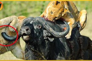 45 Crazy Moments! Lion vs Buffalo, Greatest Fights In The Savanna | Animal Fight