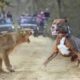 50 Craziest Animal Fights of All Time