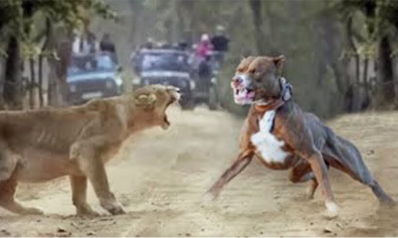 50 Craziest Animal Fights of All Time