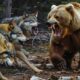 60 Craziest Animal Fights of All Time 2024 (Part 2)