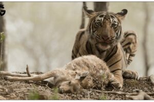 60 Moments Of Tiger hunting Caught On Camera | Animal Fight