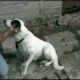 7th Heaven's rescued animals - needing a home.wmv