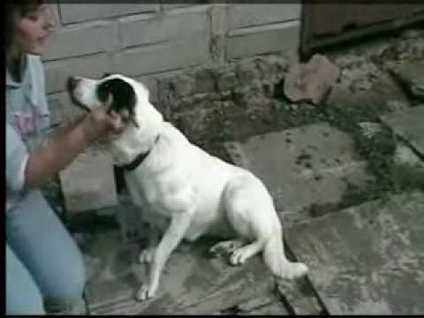 7th Heaven's rescued animals - needing a home.wmv