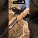 A Driver Rescue a Poor Dog 🥲😱 #usa #saddogstory