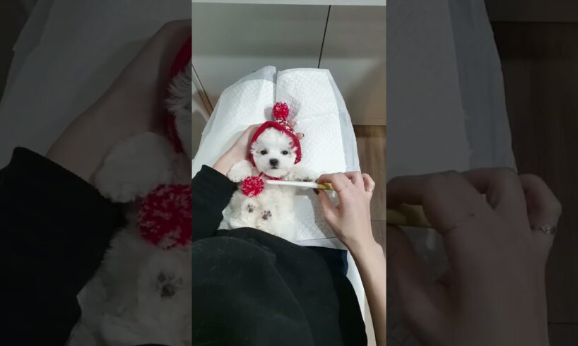 A baby mini bichon frise grooming video cutest puppy video   Teacup puppies KimsKennelUS720p