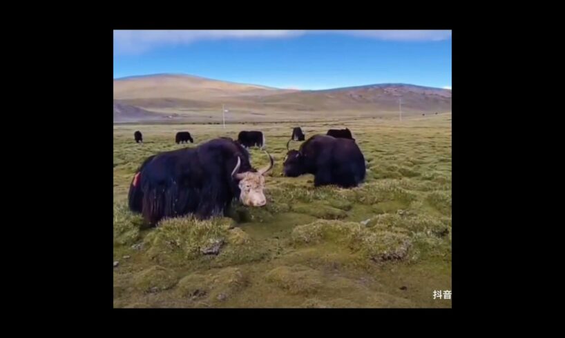 A biggest yak Master Fighting here. He never lose everyday! #animals #fight #shorts 🤔😱🤔