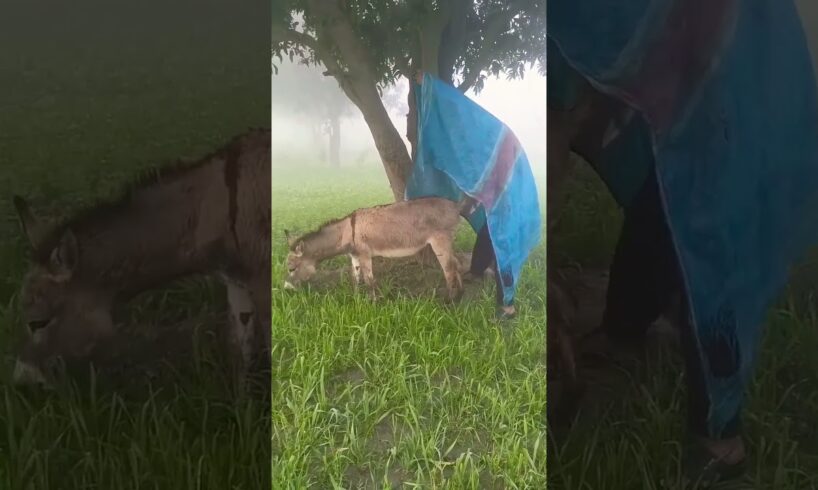 A boy is playing with donkey in smoke #donkey #funnyanimal #goat #animals