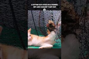 A cat got stuck in a fishing net and couldn't get #Rescuecats #kittens