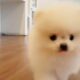 A doll like white pormerian lovely and cutest puppies video   Teacup puppies KimsKennelUS1080p