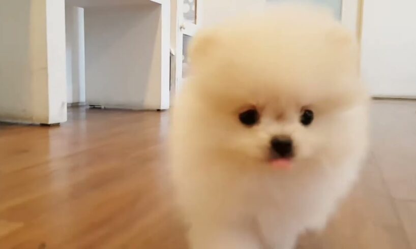 A doll like white pormerian lovely and cutest puppies video   Teacup puppies KimsKennelUS1080p