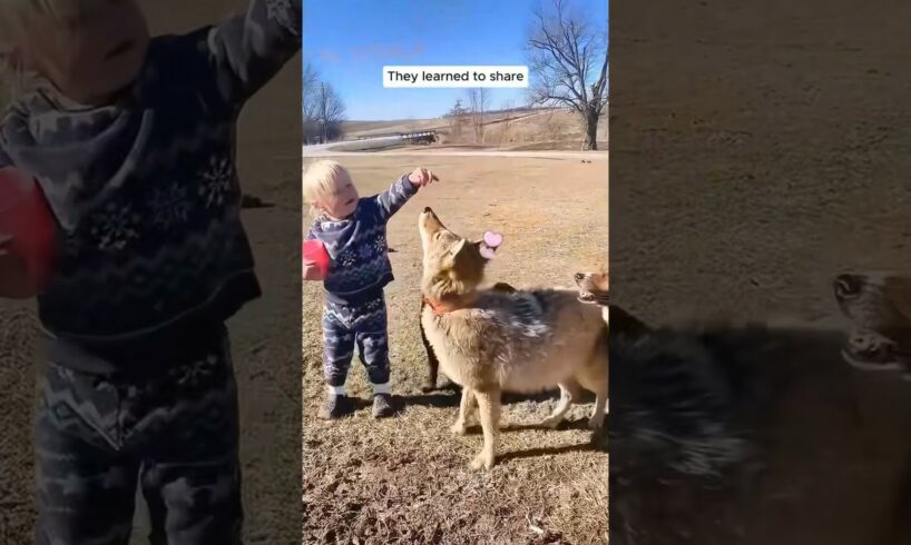 A family rescued an abandoned coyote baby and raised it until... #shorts