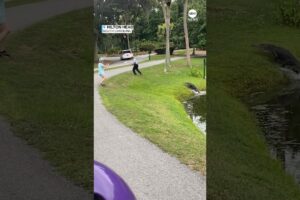 A man visiting Hilton Head, South Carolina, captured moment a fisherman was charged by an alligator