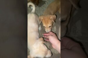 Abandoned cute puppies excited for their new home #dog #dogrescue #doglover