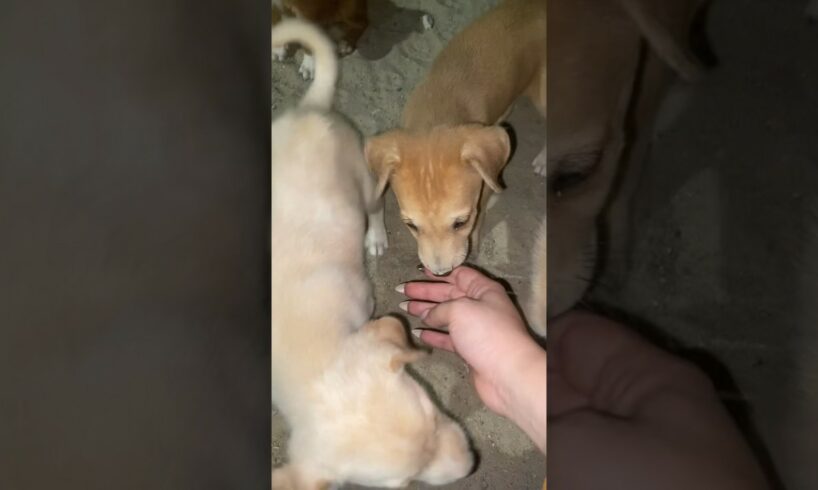 Abandoned cute puppies excited for their new home #dog #dogrescue #doglover