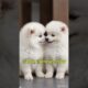 Adorable Pomeranian Puppies Kissing! Cutest Puppy Love You'll Ever See!