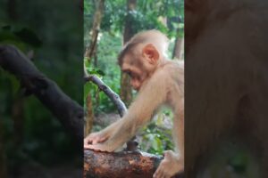 Adorable monkey playing Adorable ❤️😂🥰 TD8 #shorts #monkeys #viral #animals #shortsvideo #monkey