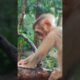 Adorable monkey playing Adorable ❤️😂🥰 TD8 #shorts #monkeys #viral #animals #shortsvideo #monkey