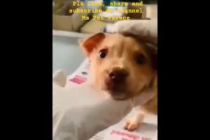 An injured Baby dog rescued 😭#viralshorts #dog #doglover