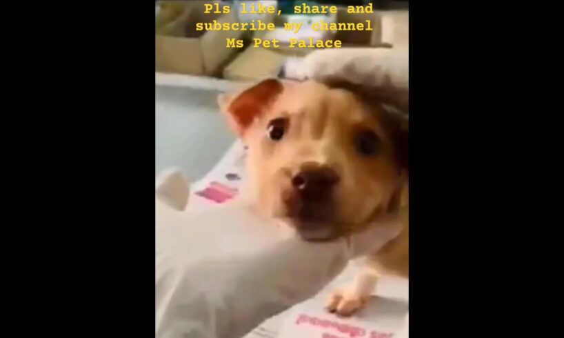 An injured Baby dog rescued 😭#viralshorts #dog #doglover