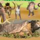 Angry Lion vs Giant Bulls Mammoth Fight Monkey Rescue Woolly Mammoth Saved Wild Animals Fights