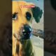 Animal Video Stray Dog | #shorts #shortsfeed #animals