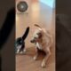 Animals Funny Fighting Shorts | Hilarious Pet Battles @CMSY-TV