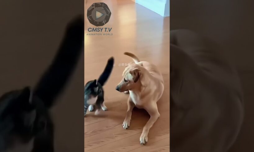 Animals Funny Fighting Shorts | Hilarious Pet Battles @CMSY-TV