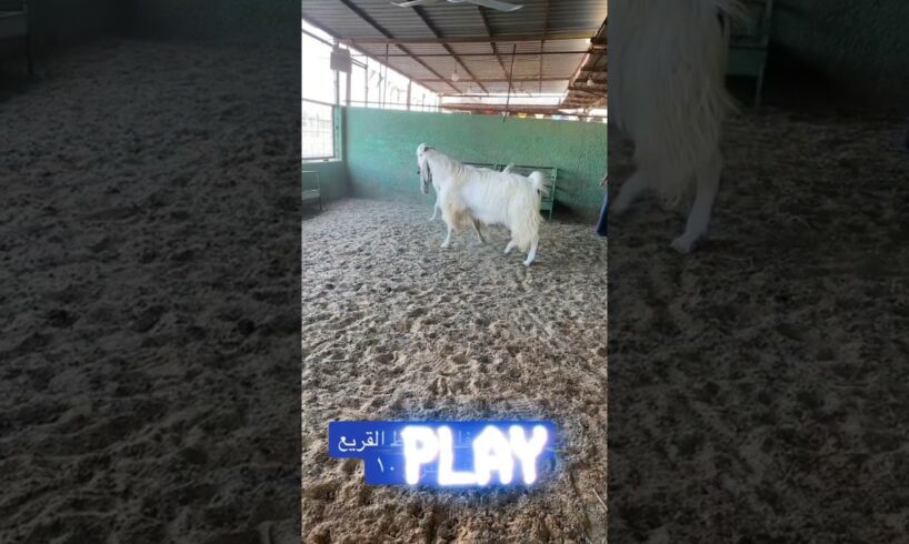 Arabic New video of the goat(M....F)#goatfarming#World animals#Goat