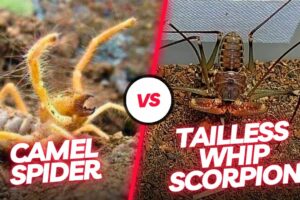 🔥 Arachnid Duel: Witness the Intense Encounter Between the Tailless Whip Scorpion and Camel Spider!