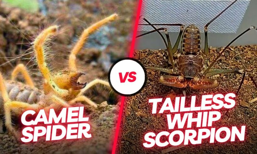 🔥 Arachnid Duel: Witness the Intense Encounter Between the Tailless Whip Scorpion and Camel Spider!