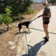 Athena the Dog that doesn't Like Walks!  Takis Shelter