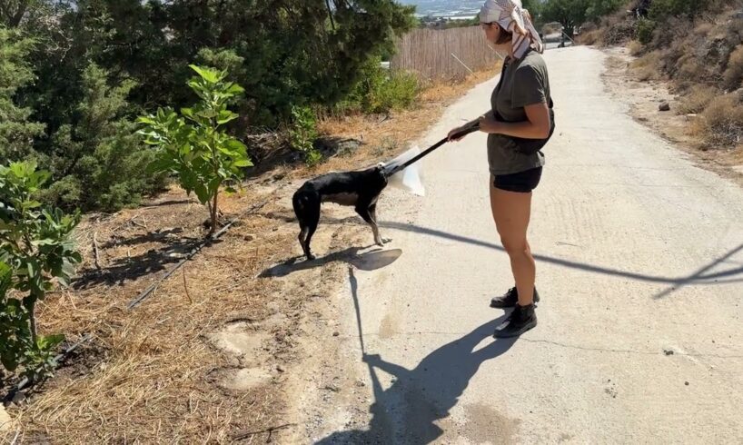 Athena the Dog that doesn't Like Walks!  Takis Shelter