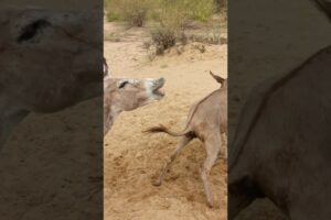 Awaz |#animals #donkey #youtubeshorts #shortsfeed #pets