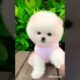 Awwwwww.....Cutest Puppy Pomeranian 🥰😍