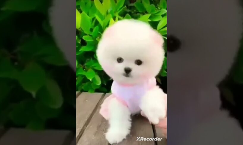 Awwwwww.....Cutest Puppy Pomeranian 🥰😍