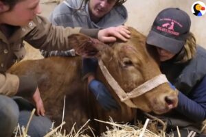 Baby Cow Rescued After Being Abandoned on Highway | The Dodo