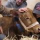 Baby Cow Rescued After Being Abandoned on Highway | The Dodo