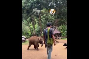 Baby Elephant playing with dog