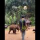 Baby Elephant playing with dog