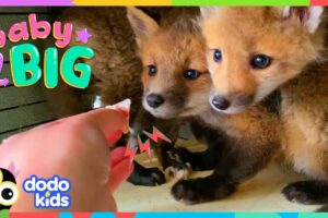 Baby Foxes Are The Cutest Little Troublemakers ❤️ | Dodo Kids | Baby 2 Big