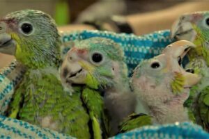 Baby Parrots Rescued From Smugglers | Jungle Animal Hospital | BBC Earth