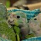 Baby Parrots Rescued From Smugglers | Jungle Animal Hospital | BBC Earth