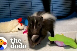 Baby Skunk Does The Cutest Stomps | The Dodo Little But Fierce