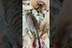 Baby animals playing