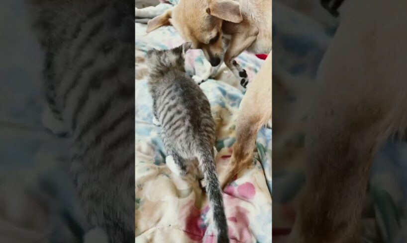 Baby animals playing