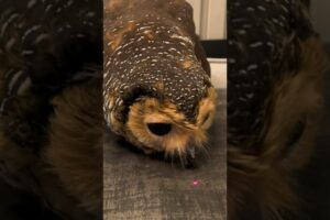 Bibib plays with Laser‼️ #animals #cute #funnyvideo #funny #pets #cuteanimals #funnypets