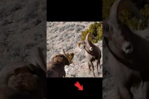 Bighorn Ram BATTLE  | Animal Fights #shorts