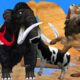 Black Mammoth vs Lion Fight Cow Cartoon Saved By Woolly Mammoth Elephant Wild Animal Cartoon Video